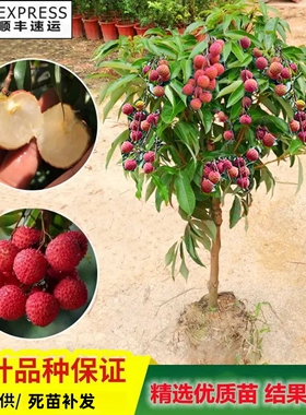 嫁接荔枝树苗无核桂味妃子笑荔枝树大苗四季荔枝树苖南方当年结果