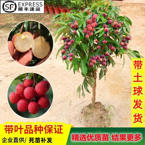 无核荔枝树苗地栽盆栽南北方种植