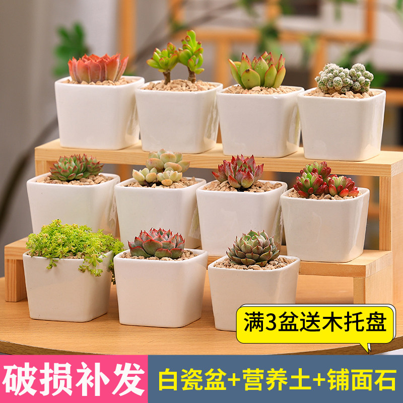 花卉套餐室内多肉植物组合盆栽含多肉植物