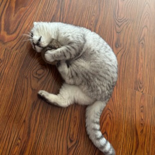 兔毛球猫咪捕猎玩具宠物猫巡回追逐游戏自嗨解闷小猫追球消耗体力