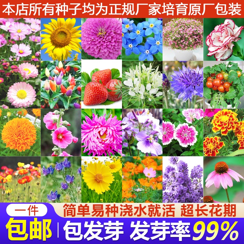 花种籽子四季开花满天星百日草波斯菊盆栽太