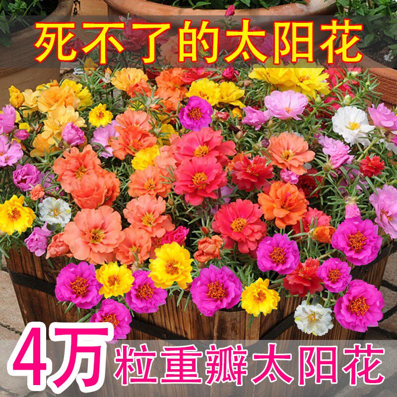重瓣太阳花花籽四季超级种子易活花种籽盆栽开花室外种孑花种籽子