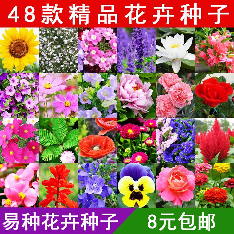 花种籽庭院室外种子阳台室内太阳花向日葵花种子花卉大全籽凤仙花