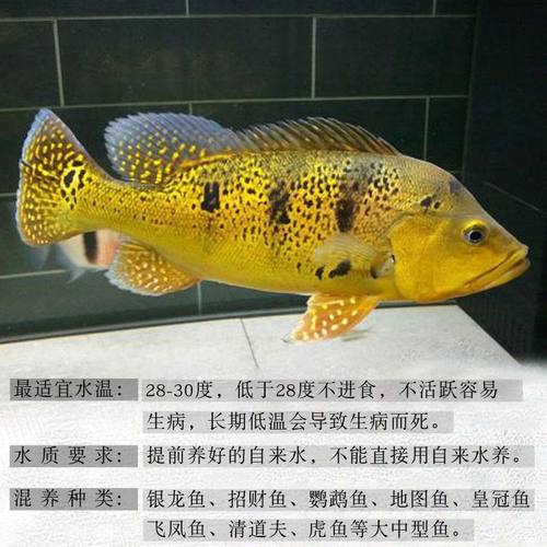 观赏鱼巴西亚素材模板 观赏鱼巴西亚图片下载 小麦优选