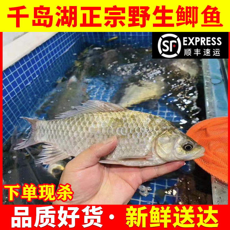 正宗千岛湖鲫鱼新鲜活体鱼现杀淡水鱼孕妇炖汤鱼儿童中老年人补钙