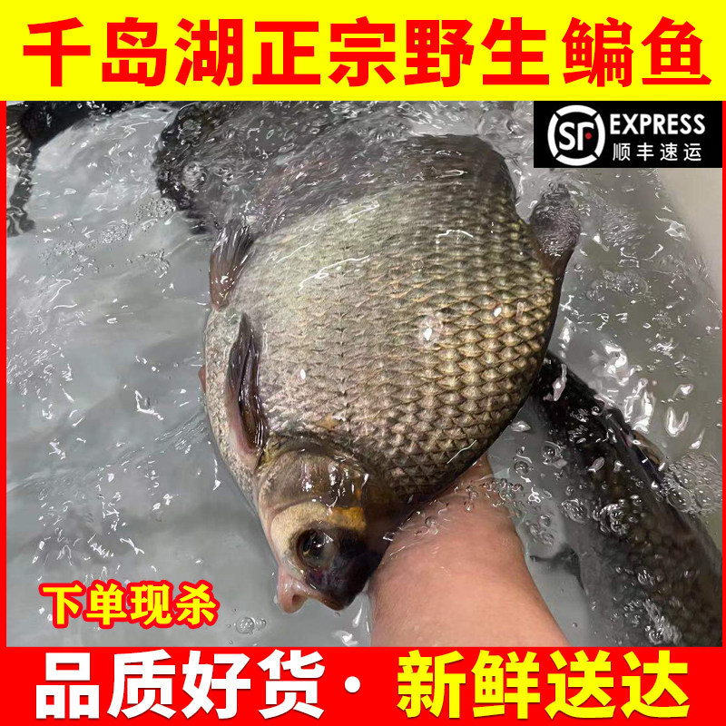 千岛湖野外扁鱼新鲜鲜活淡水鱼大鳊鱼鲳鳊鱼扁鱼食材生鲜活体生物
