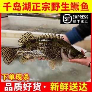 千岛湖纯本地大鳜鱼鲜活现杀正宗桂花鱼鳌花鱼季花鱼一斤顺丰包邮