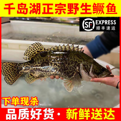 千岛湖纯现杀桂花鱼顺丰包邮