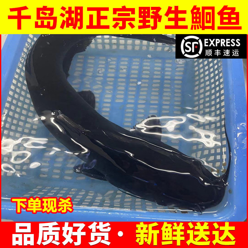 千岛湖活体食用现杀鮰鱼