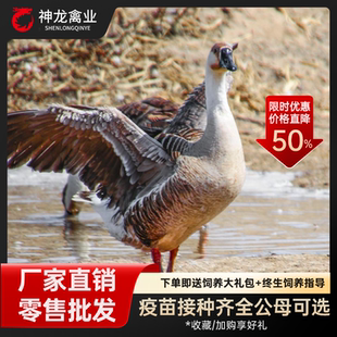 大雁鹅活苗纯种灰鹅小鹅活苗出壳灰雁鹅幼苗活体批发临售顺丰包邮