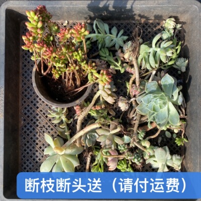 断头断枝量拍9.9一整箱不售后（非偏远）一单包邮-云之滇多肉植物