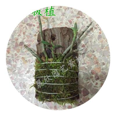 盆活植物四季造景苔藓加湿保湿兰花海藻球M铺面鲜栽青苔垫材盆景