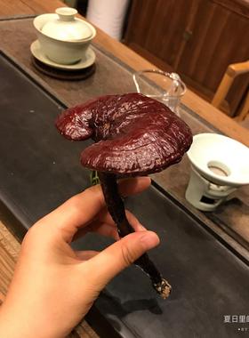 灵芝 整枝 装饰摆饰 清供 禅意 灵芝 紫灵芝 上供