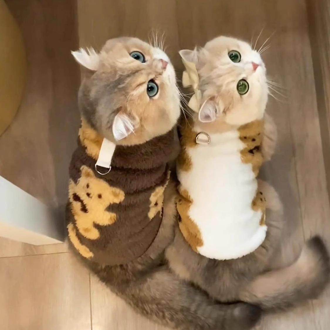 猫咪衣服秋冬款加绒保暖背心马甲英短布偶小猫狗狗宠物服饰可牵引,宠物/宠物食品及用品,猫宠物服装/雨衣（新）,淘宝优惠券,粉丝福利购,淘宝优惠卷