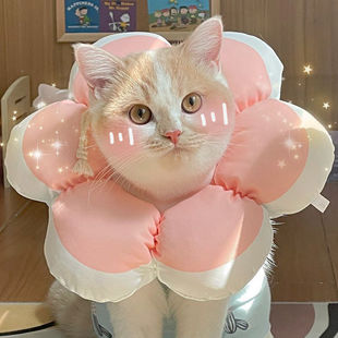 猫咪脖圈宠物伊丽莎白圈防舔圈幼猫幼犬软圈头套耻辱圈宠物用品