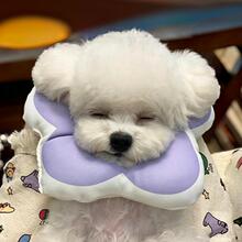 狗狗脖圈伊丽莎白花瓣脖圈可爱防舔咬绝育比熊小型犬猫咪宠物用品