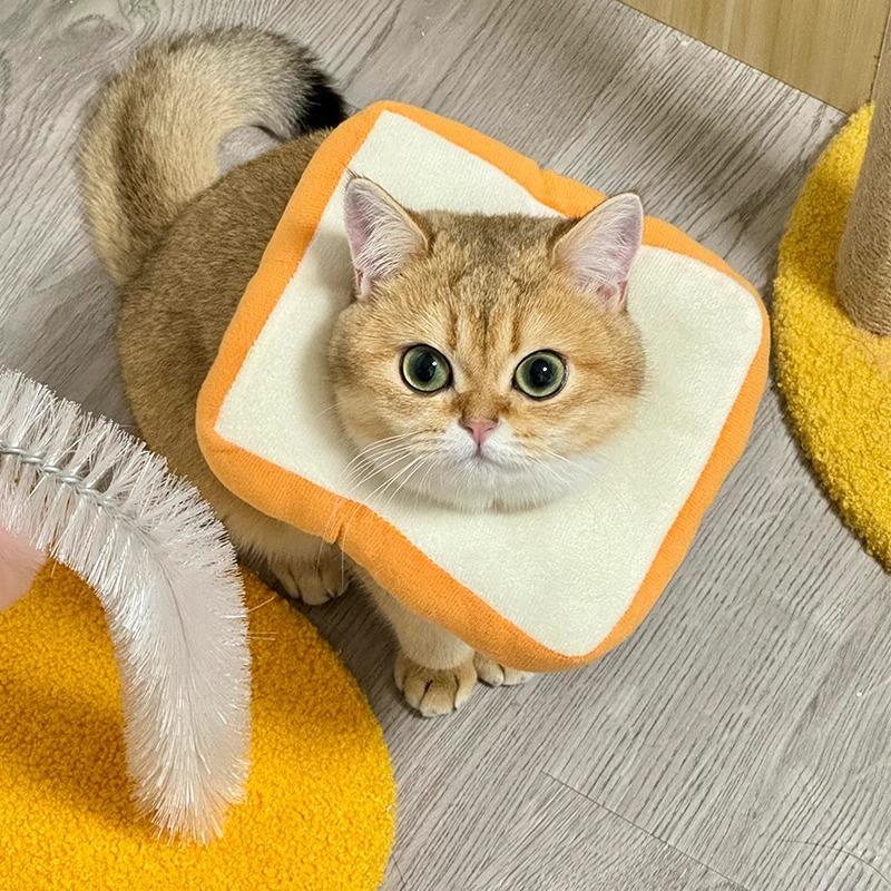 猫咪项圈伊丽莎白圈宠物专用圈