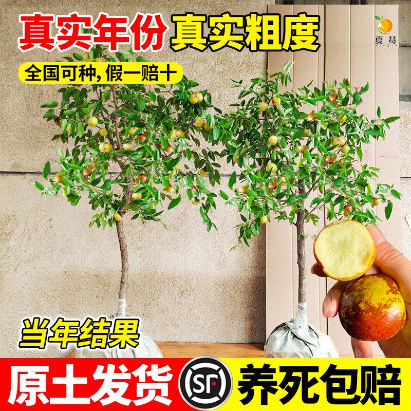 枣树活苗大枣超甜冬枣南北方种植图片