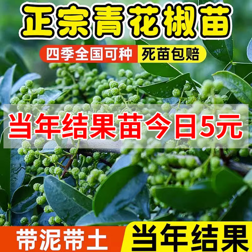花椒苗小苗大苗盆栽当年结果果树