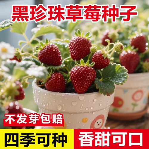 四季盆栽草莓苗室外北方地栽南方阳台草莓盆栽带盆带土当年结果树