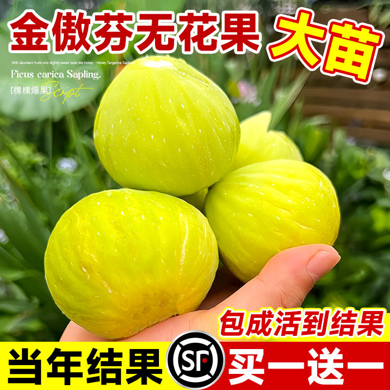 无花果树果苗特大果室内老桩盆栽图片