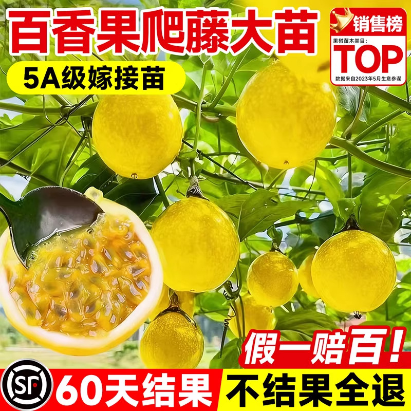 黄金百香果树果苗广西嫁接爬藤9号百香果苗全国四季种植不断结果图片