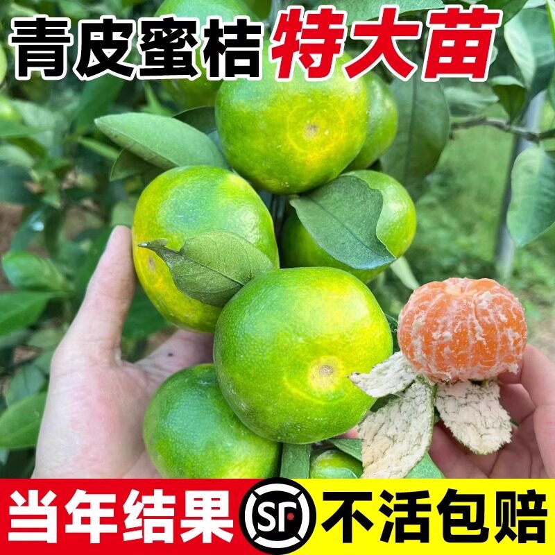 特大青皮蜜桔苗橘子树果树果苗图片