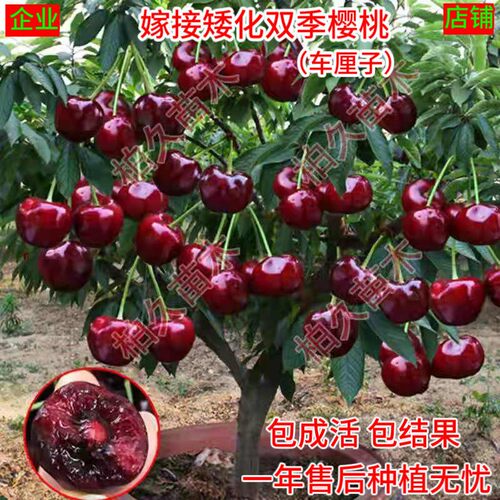 种植车厘子树苗樱桃树苖当年结果
