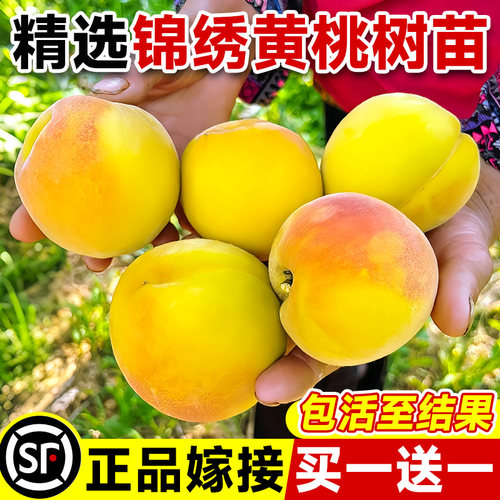 桃树果苖嫁接黄桃树苗冬桃油桃
