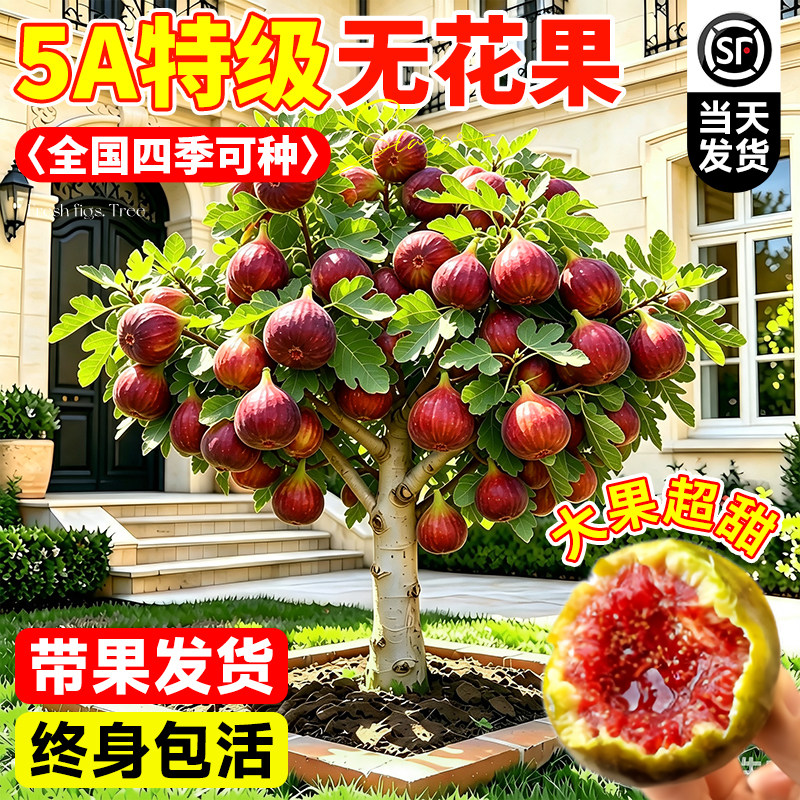 波姬红无花果盆栽当年结果图片