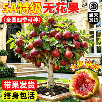 波姬红无花果盆栽当年结果
