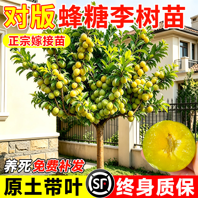 蜂糖三华李子树苗阳台盆栽图片