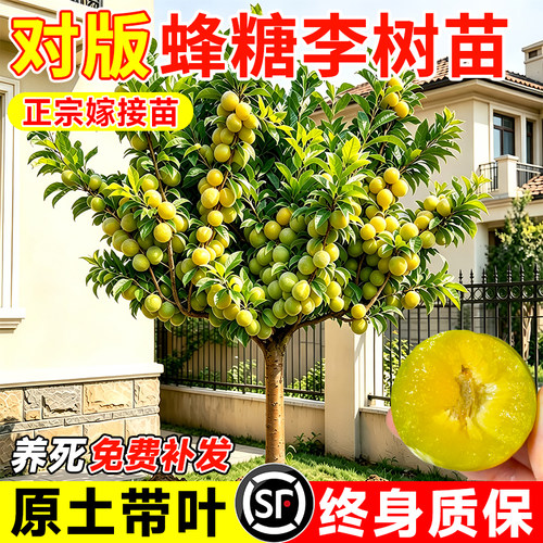 蜂糖三华李子树苗阳台盆栽