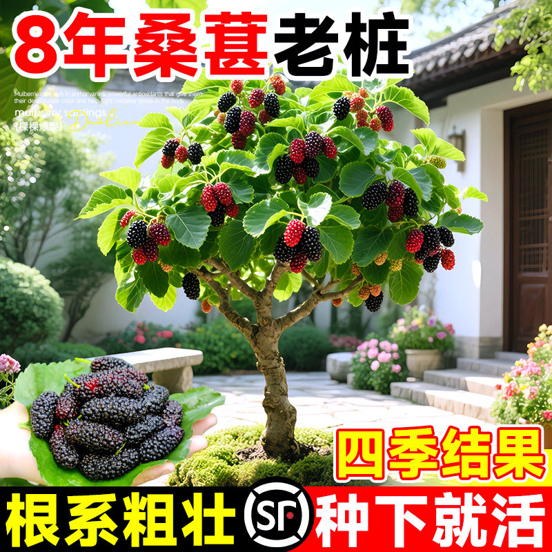 桑葚树苗大果盆栽白长果桑椹叶树南北方四季树莓苗水果树果苗大全