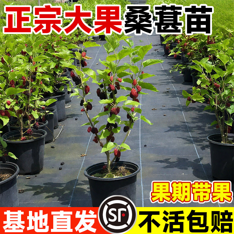 台湾长果桑葚树苗盆栽无籽大十白桑椹地栽阳台庭院南北方四季种植