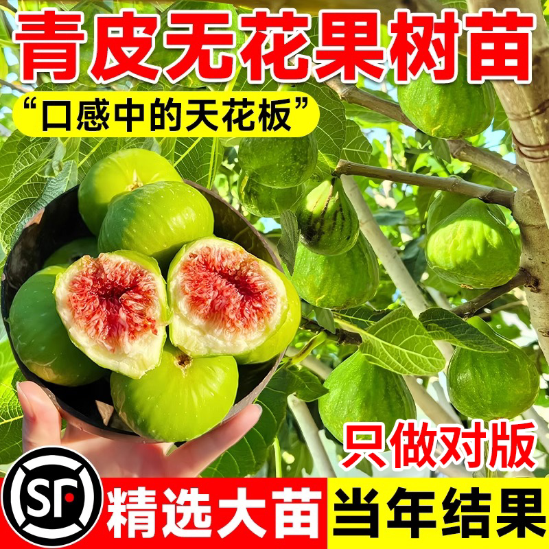 威海青皮无花果树果苗盆栽图片