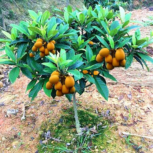 无核果树苗嫁接枇杷苗