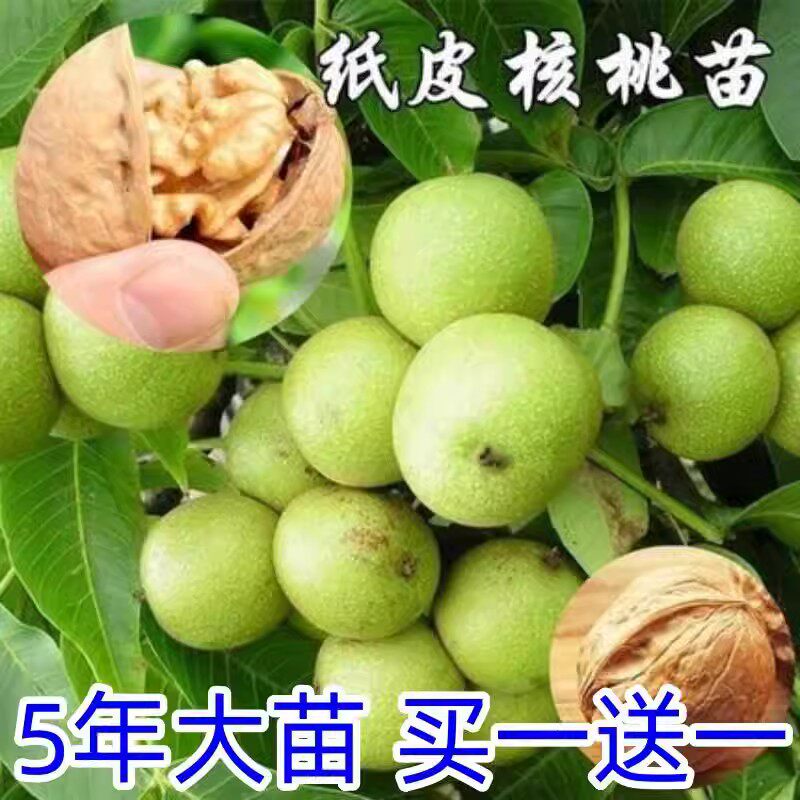 嫁接核桃树苗8518地栽呆果丁包邮图片