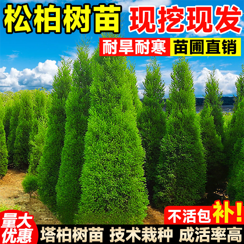 塔柏松柏树苗带土侧柏扁柏树苗图片