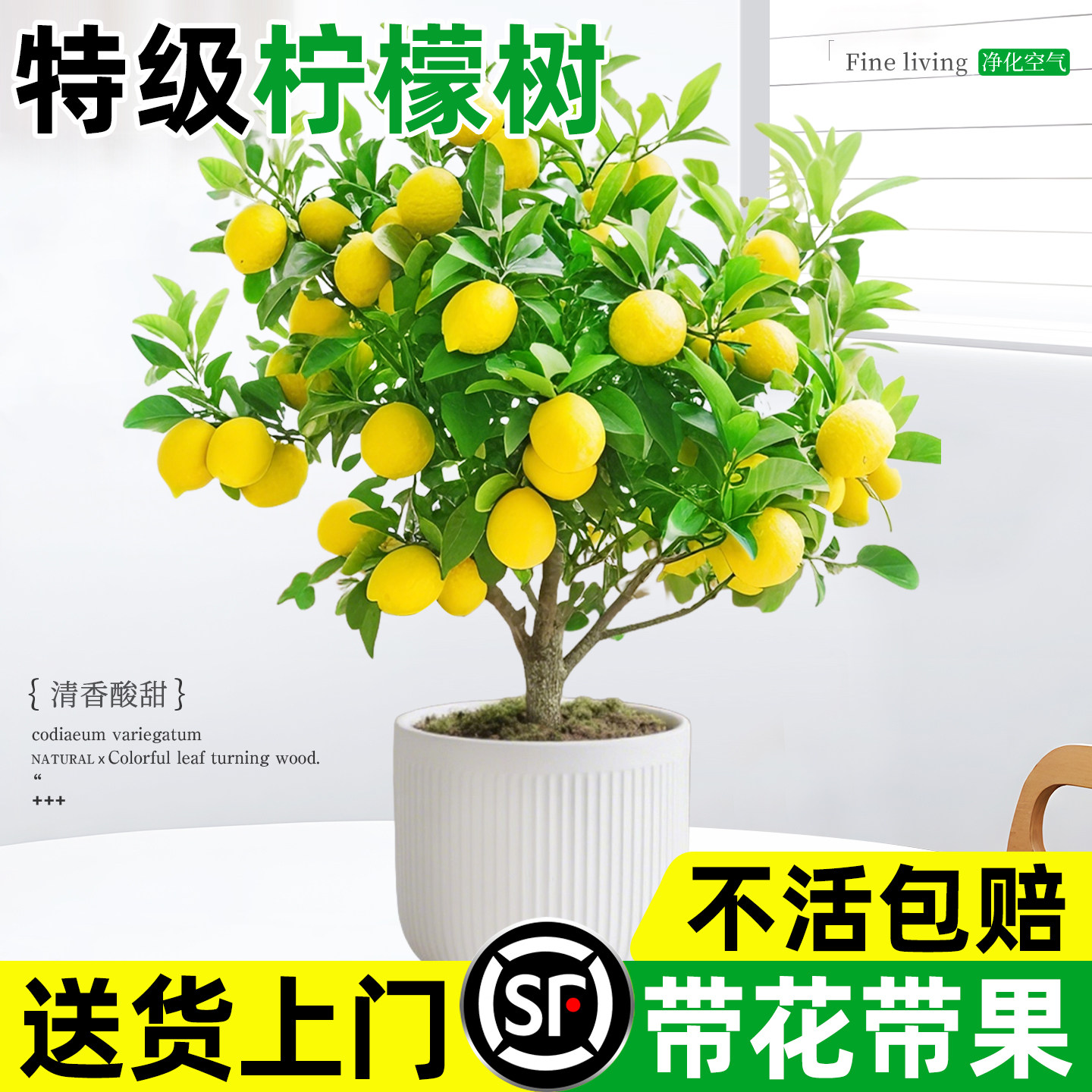 香水柠檬树盆栽带果老桩可食用										