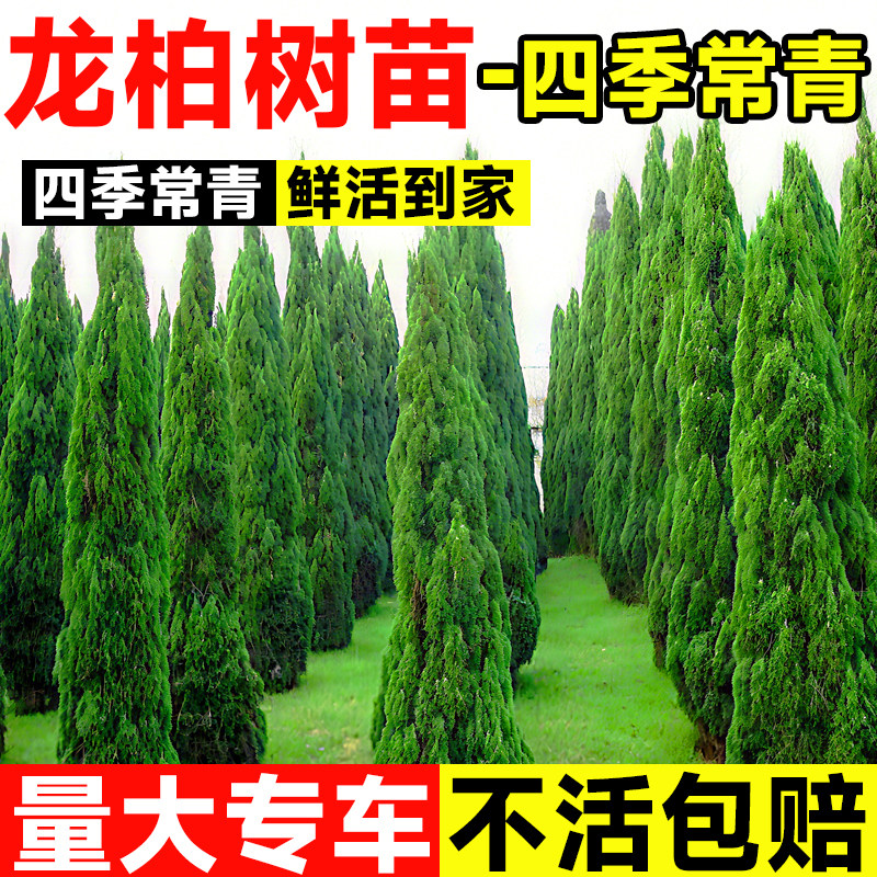 松柏树苗带土柏树侧柏塔柏龙柏图片