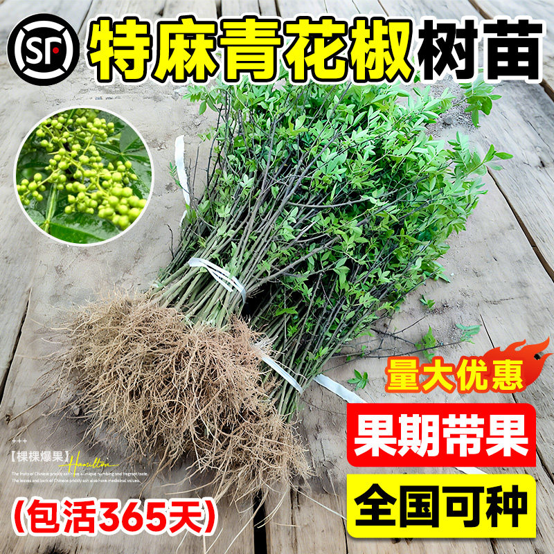花椒苗树九叶青小苗带土盆栽老桩图片