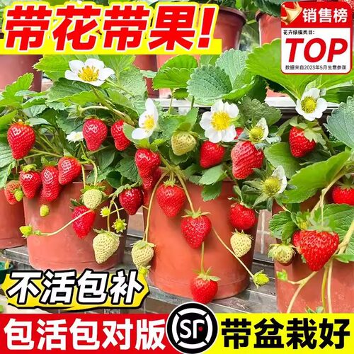 特大草莓苗秧盆栽带果四季结果红颜丹东99草莓苗室内阳台绿植物
