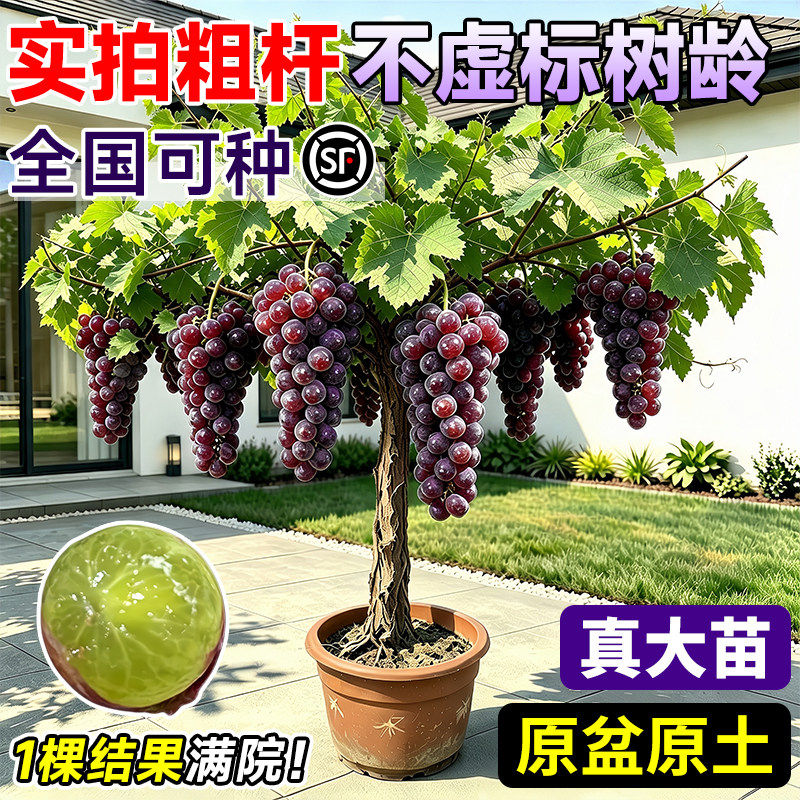巨峰葡萄苗盆栽南北方耐寒老桩图片