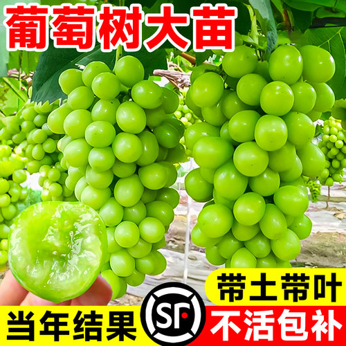 阳光玫瑰葡萄老桩嫁接苗巨峰葡萄