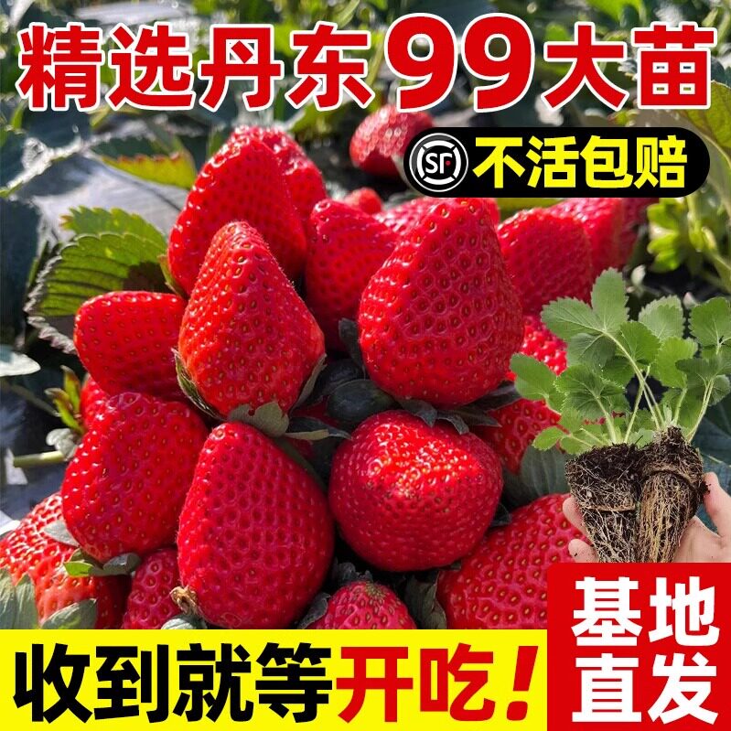 特大号草莓带果盆栽苗秧秋冬季四季结果奶油丹东99牛奶原土原盆苗