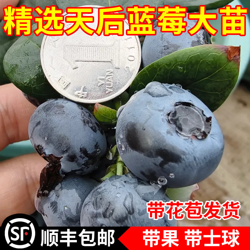 天后蓝莓苗盆栽新品种四季种植蓝梅树苗室内阳台南方北方当年结果