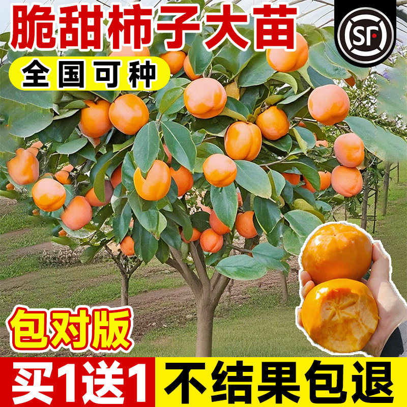 柿子树庭院果树特大号北方耐寒图片