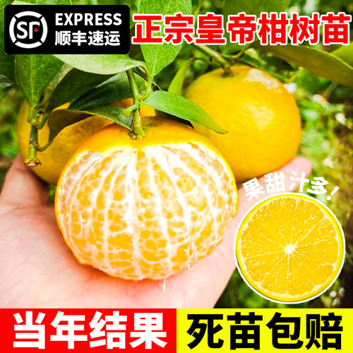 皇帝正宗德庆柑树苗橘子砂糖