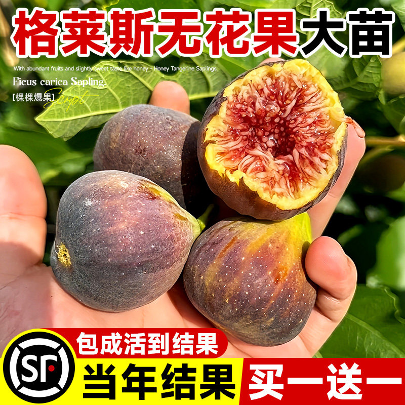 无花果树果苗带果盆栽矮化波姬红图片